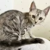 アメリカンショートヘア【千葉県・女の子・2024年1月22日・パッチドタビー】の写真3「ちょっとお姉さんになってきました」