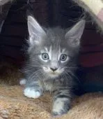 メインクーン【千葉県・男の子・2020年5月26日・ブルータビー&ホワイト】の写真3「カメラにびっくり！」