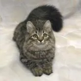 サイベリアン【千葉県・女の子・2022年7月13日・ブラウンタビー&ホワイト】の写真4