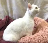 スコティッシュストレート【千葉県・女の子・2021年11月20日・ホワイト】の写真4「2023年3月21日撮影」