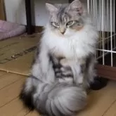 サイベリアン【千葉県・女の子・2023年6月26日・シルバークラシックタビー&ホワイト】の写真4「ふっさふさです！」