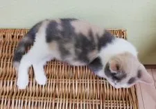 ブリティッシュショートヘア【千葉県・女の子・2019年9月5日・キャリコ(三毛猫)】の写真5