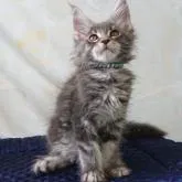 メインクーン【千葉県・男の子・2022年6月22日・ブルークラッシックタビー】の写真5「8/30 撮影」