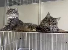 サイベリアン【千葉県・女の子・2025年3月18日・ブラウンタビー】の写真10「右の子です！」