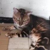 ベンガル【千葉県・男の子・2024年5月4日・マーブル】の写真10