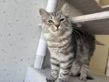 サイベリアン【千葉県・男の子・2025年3月18日・ブルーシルバータビー】の写真10