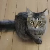 サイベリアン【千葉県・男の子・2025年3月18日・ブラウンタビー】の写真3「おめめパッチリ！」