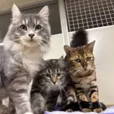 サイベリアン【千葉県・女の子・2025年3月18日・ブラウンタビー】の写真14「真ん中のサイベリアンちゃんです！」