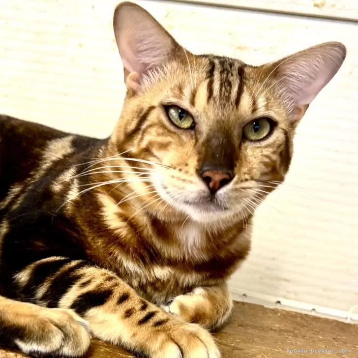 ベンガル【千葉県・男の子・2024年12月27日・ブラウンマーブルタビー】の写真1「おめめぱっちり！美形くん✨」