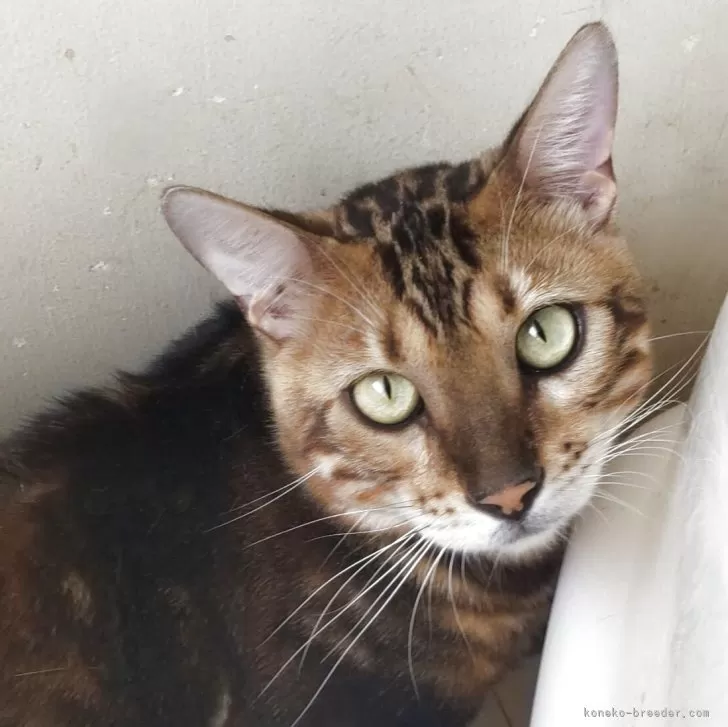 ベンガル【千葉県・男の子・2024年5月4日・マーブル】の写真1「カメラ目線ゲットです⭐︎」