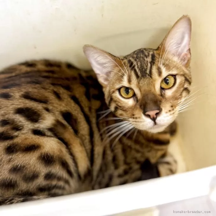 ベンガル【千葉県・男の子・2025年2月6日・ブラウンスポテッドタビー】の写真1「おめめぱっちり！」