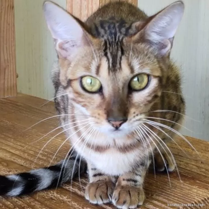 ベンガル【千葉県・女の子・2024年12月27日・ブラウンスポテッドタビー】の写真1「おめめぱっちり☆」