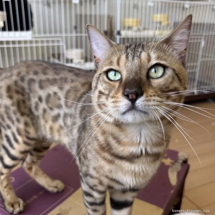 ベンガル【千葉県・男の子・2024年3月26日・ブラウンスポテッドタビー】の写真1「かっこいいー✨😍柄も綺麗です！ダンボールの上に乗ってます。笑」