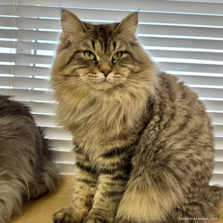 Y.M 様のお迎えした子猫