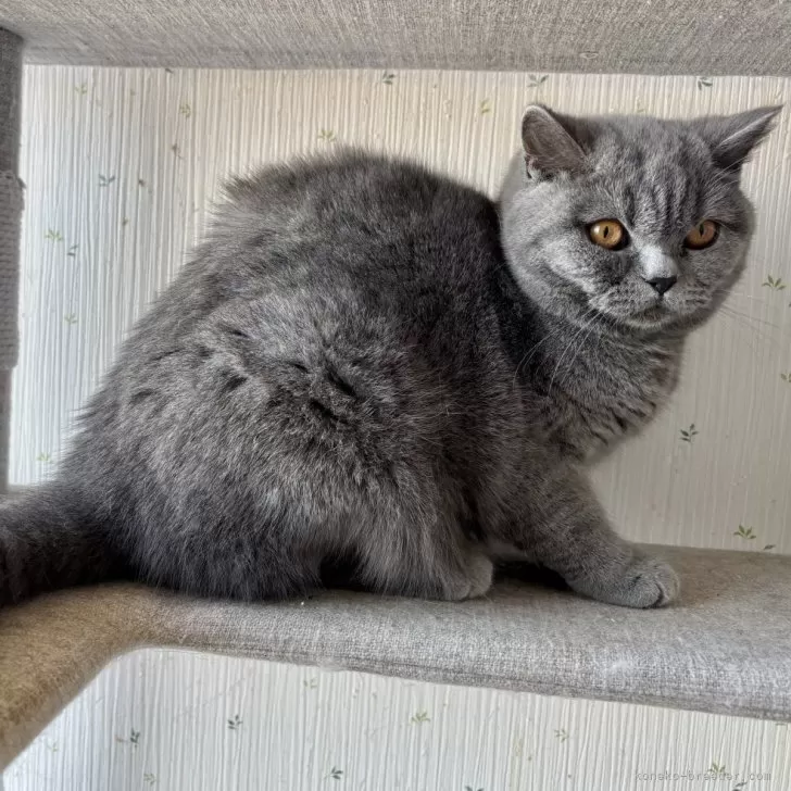 ID：2409-02318の子猫