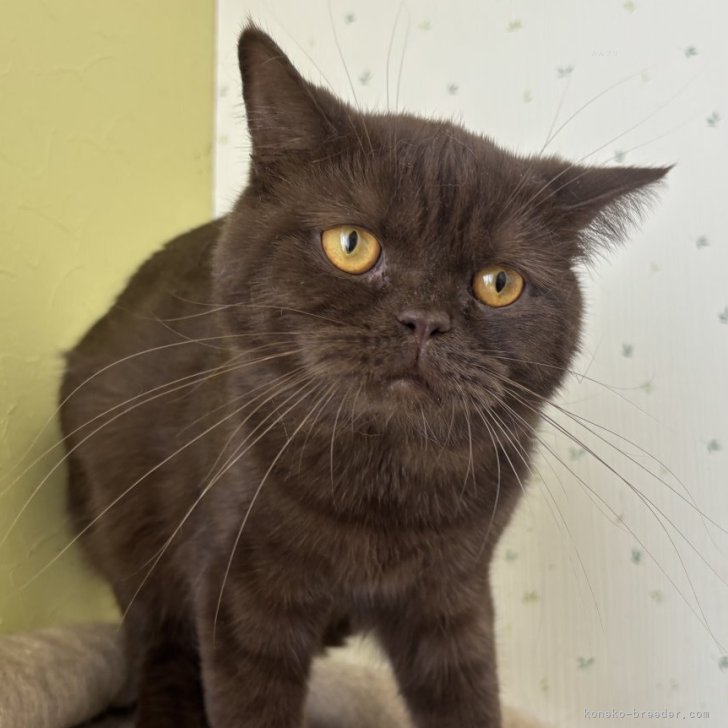 ブリーダー画像