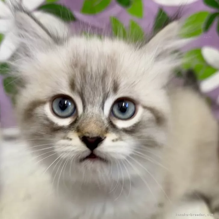 ID：2412-02233の子猫