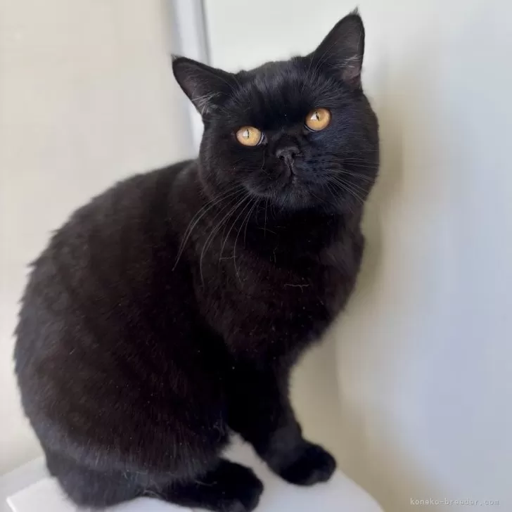 ID:2408-02384の子猫