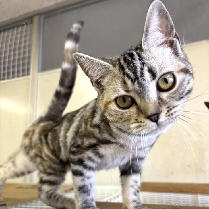 ID:2501-01428の子猫