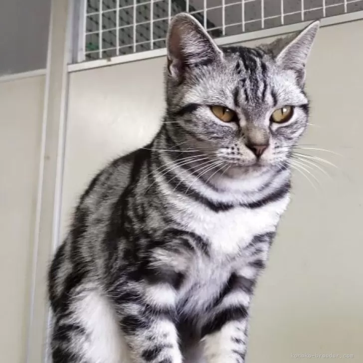 アメリカンショートヘア【千葉県・女の子・2024年11月12日・ブラックシルバータビー】の写真1「可愛い〜💠人懐っこいアメショちゃん！」