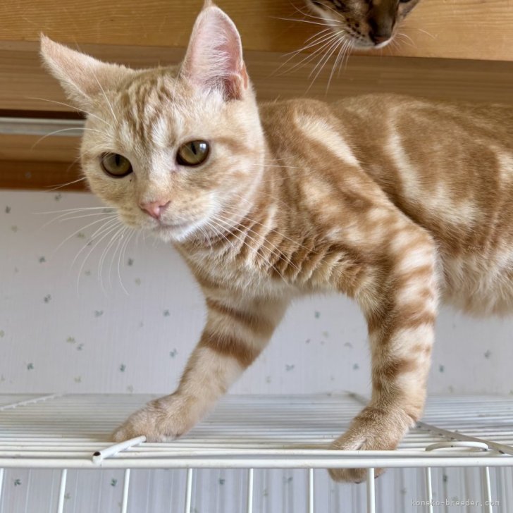 ブリーダー画像