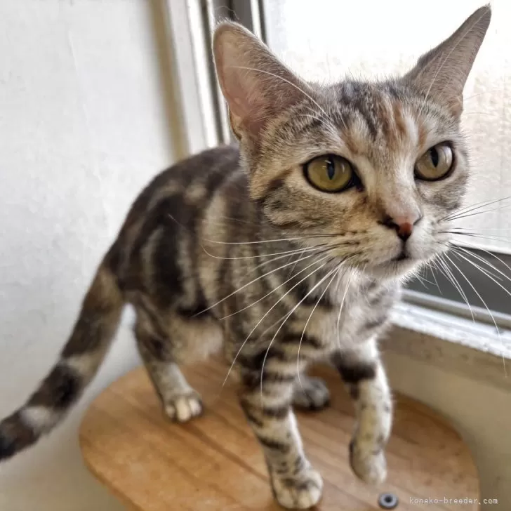 ID:2408-01758の子猫