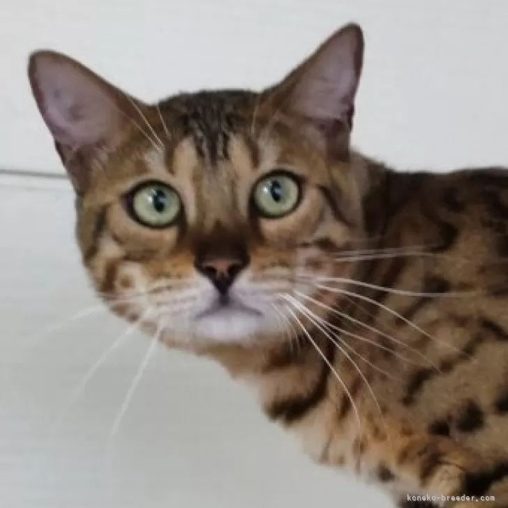 ベンガル【千葉県・男の子・2024年3月26日・ブラウンスポテッドタビー】の写真1「おめめパッチリ！イケメン✨」