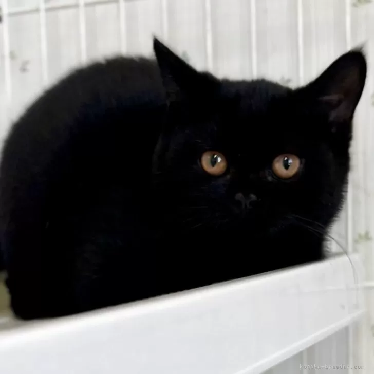 M.K 様のお迎えした子猫