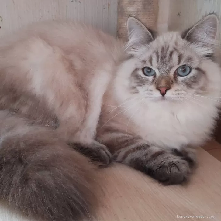 ID:2410-02117の子猫