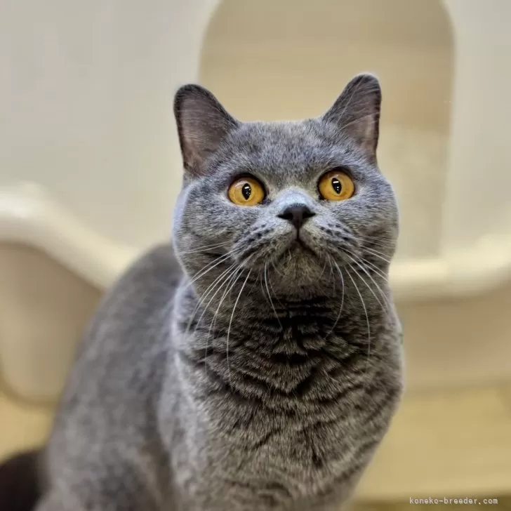 ID:2405-02038の子猫