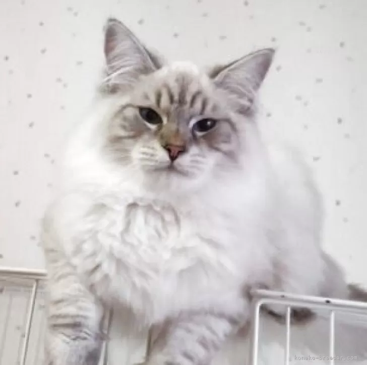 サイベリアン【千葉県・男の子・2025年3月14日・ポイント】の写真1「貫禄あります💕」