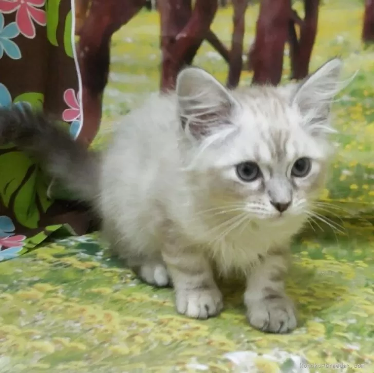 ID:2506-02356の子猫