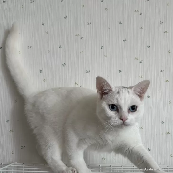 ID:2408-01783の子猫