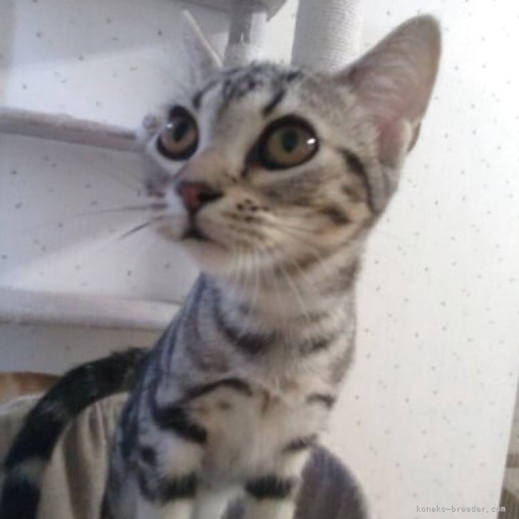 ブリーダー画像