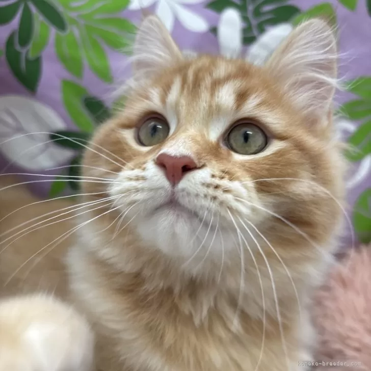 サイベリアン【千葉県・男の子・2025年9月10日・レッドタビー】の写真1「おめめパッチリ！イケメンくんになりそうです✨」