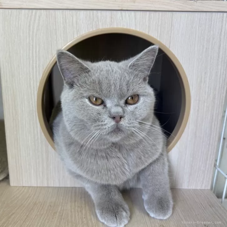 ブリティッシュショートヘア【千葉県・男の子・2025年2月6日・ライラック】の写真1「キャットタワーの中でまったり中〜︎💕︎︎」
