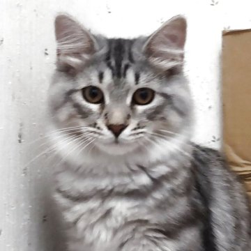 サイベリアン【千葉県・男の子・2025年3月18日・ブルーシルバータビー】の写真「しっかりしたサイベリアン！」