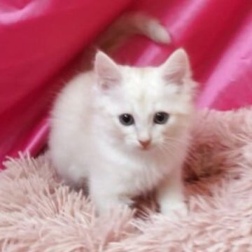 サイベリアン【千葉県・男の子・2025年9月10日・クリームタビー】の写真「元気いっぱいふわふわ君！」