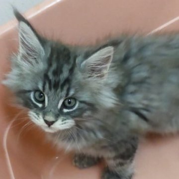 メインクーン【千葉県・男の子・2025年8月22日・ブルータビー】の写真「ふわふわメインクーン!」