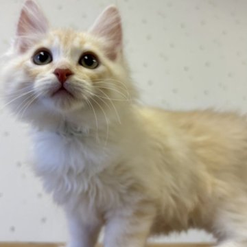 サイベリアン【千葉県・男の子・2025年9月10日・クリームタビー】の写真「元気いっぱいふわふわ君！」