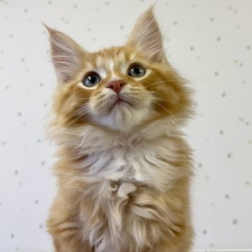 サイベリアン【千葉県・男の子・2025年9月10日・レッドタビー&ホワイト】の写真「元気いっぱい大きな身体のサイベリアン君！」