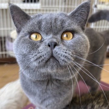 ブリティッシュショートヘア【千葉県・男の子・2024年7月19日・ブルー（短毛）】の写真「ブルーのもふもふブリティッシュくん☆」