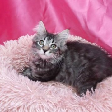 サイベリアン【千葉県・女の子・2025年3月18日・ブラウンタビー】の写真「かわいいブラウンタビーちゃん！」