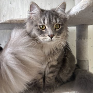 サイベリアン【千葉県・男の子・2025年3月18日・ブルータビー】の写真「素敵なサイベリアン！」