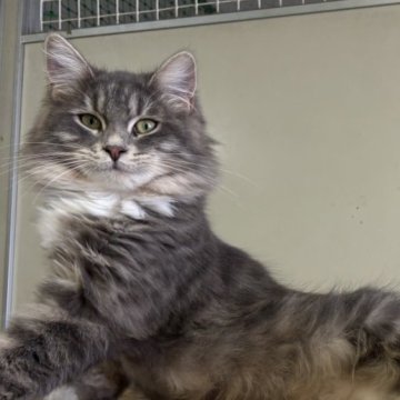 サイベリアン【千葉県・女の子・2025年3月17日・ブルータビ―アンドホワイト（長毛）】の写真「ふわふわのブルー＆ホワイトちゃん♡」