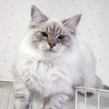 サイベリアン【千葉県・男の子・2025年3月14日・ポイント(長毛)】の写真「ふわふわポイントのサイベ君!」