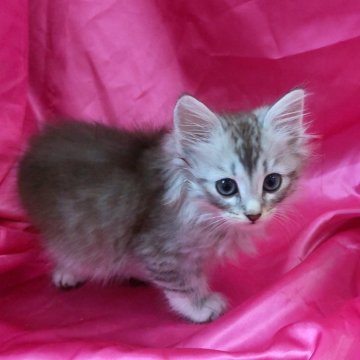 サイベリアン【千葉県・男の子・2025年9月10日・ブラウンタビー】の写真「ちいちゃなふわふわ君！」