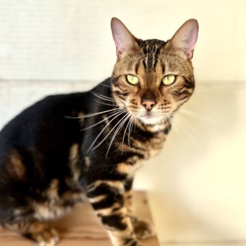 ベンガル【千葉県・男の子・2024年5月4日・マーブル（短毛）】の写真「去勢済みの甘えんぼ！人懐っこいベンガル君☆」