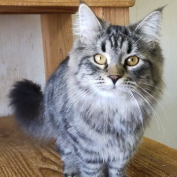 サイベリアン【千葉県・女の子・2025年3月18日・ブラウンタビー（長毛）】の写真「もふもふのブラウンタビーちゃん！」