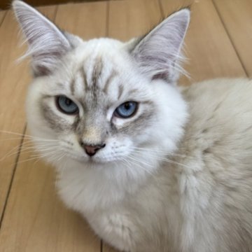 サイベリアン【千葉県・男の子・2025年3月14日・ポイント（長毛）】の写真「ふわふわサイベ君！」
